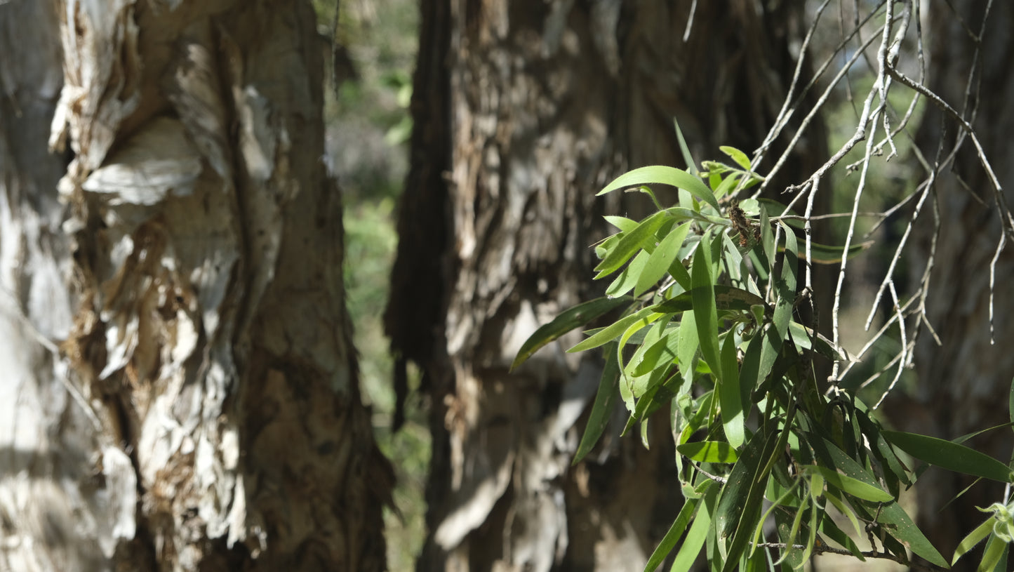 Ṉämbarra Roller 10ml