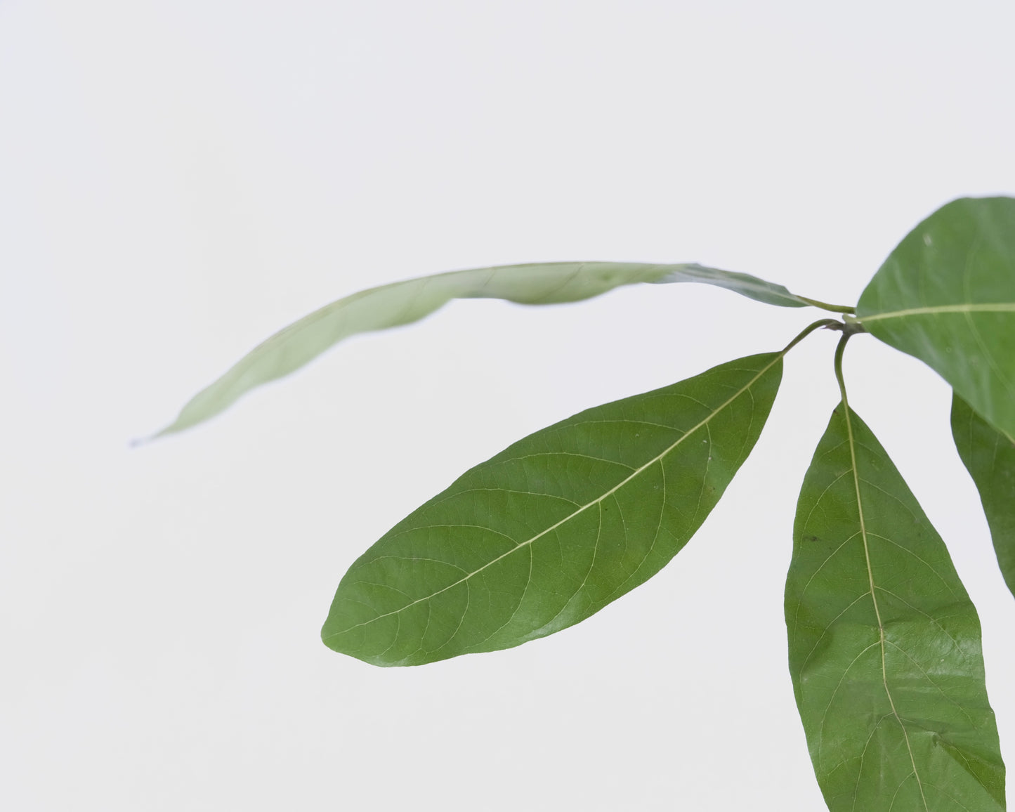 Butjiriŋaniŋ Serum Oil