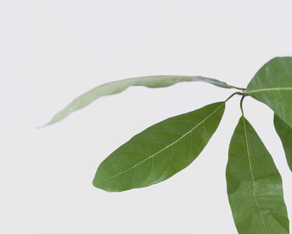 Butjiriŋaniŋ Serum Oil