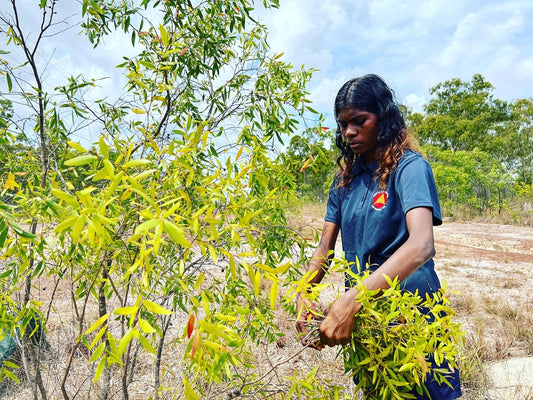 Gulun’kulun Essential Oil