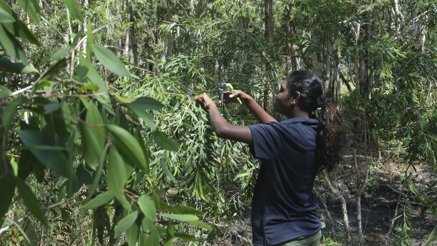 Nambarra Essential oil