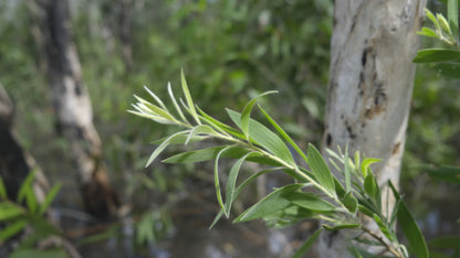 Nambarra Essential oil