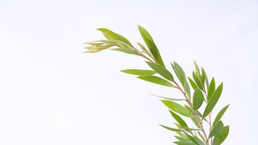 Ṉämbarra Bath Soak / Scrub